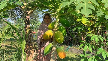 Memetik Pepaya Matang di Kebun | Bikin Asinan Pepaya, Tumis Pepaya Muda Daun So, Pepaya Mustofa