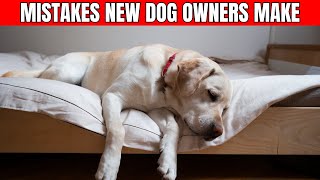 14 Mistakes NEW Dog Owners MAKE (Never Ignore)