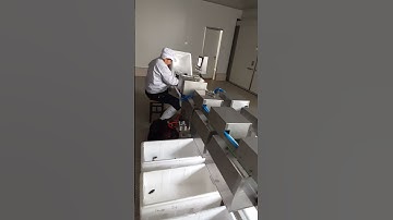 Seafood weight sorter #weight sorting machine