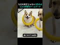 ただの天才じゃない2匹の犬による完璧なチームワーク