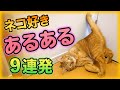 猫好きあるある言いたい
