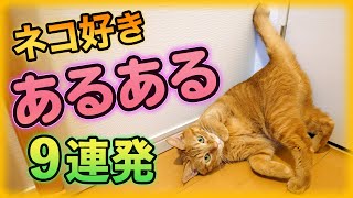 猫好きあるある言いたい