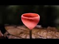 Невероятные грибы, которые вас удивят