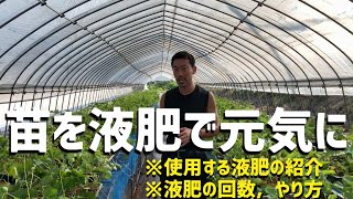 【いちご栽培 いちご農家】苗を液肥で元気に