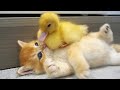 Kitten and little duck  the cutest couple youve ever seen