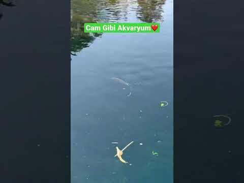 Azmak Nehir - Akvaryum 🐟