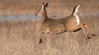 Охота на белохвостого оленя в провинции Саскачеван. Охота в Новом Свете 48.