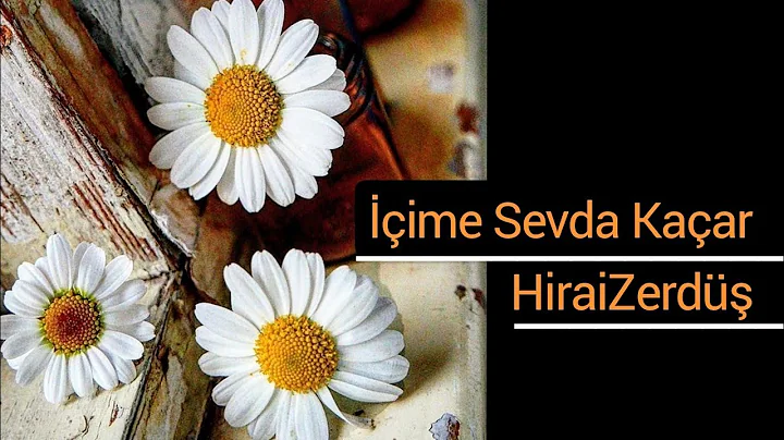 ime sevda kaar - HiraiZerd