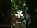 Mobile photography. 4k video. Apexel 18x mobile telephoto zoom lens #shorts #short