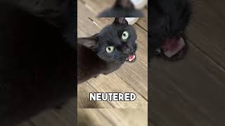 funnycats cat cats animallife camera animals