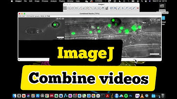 How to combine videos in imageJ | side by side combination of fluorescence and brightfield video
