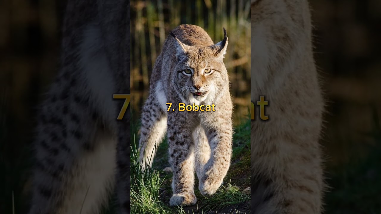 Top 10 Cat Family Animals In The World 🌍 #youtubeshorts #shorts #cat