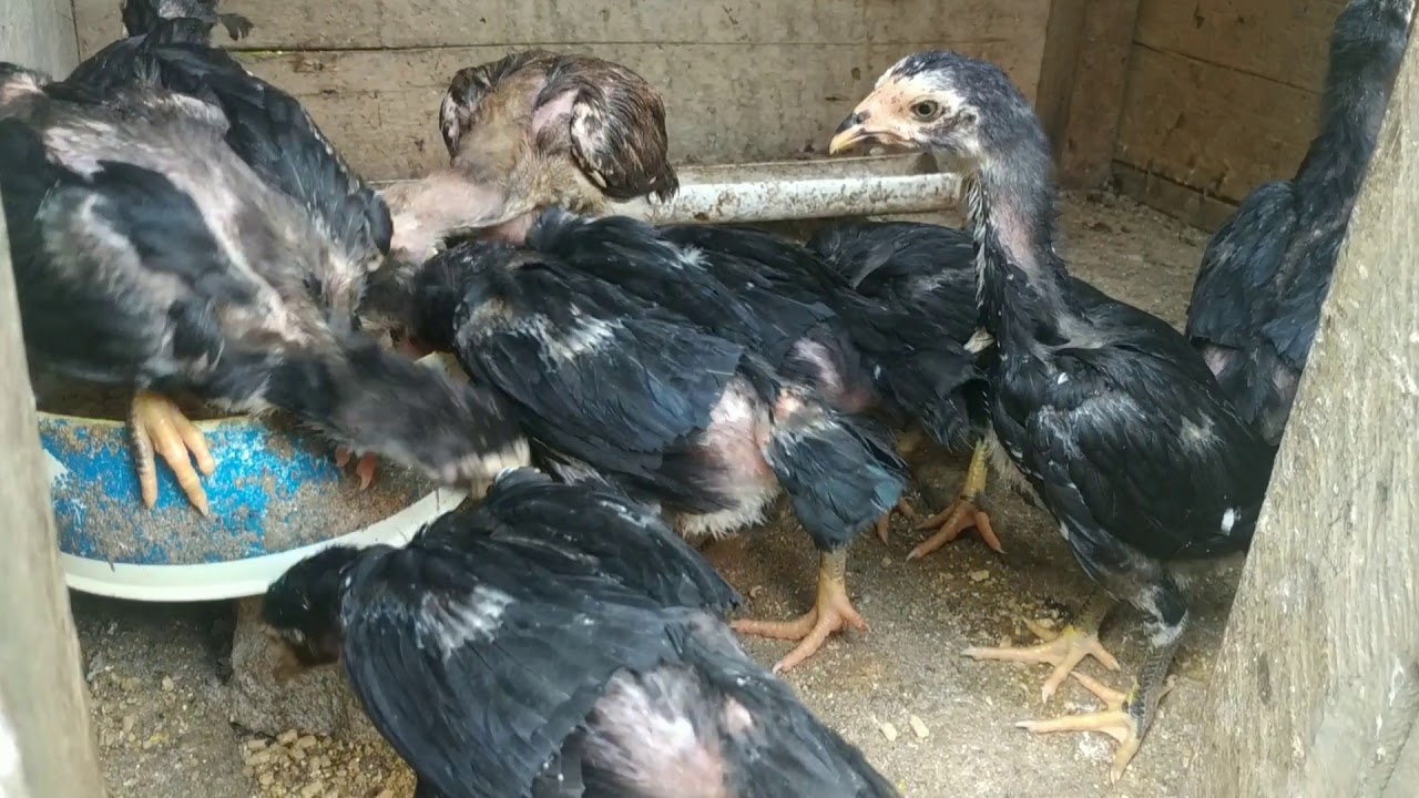 Beternak Ayam Bangkok Pemula 