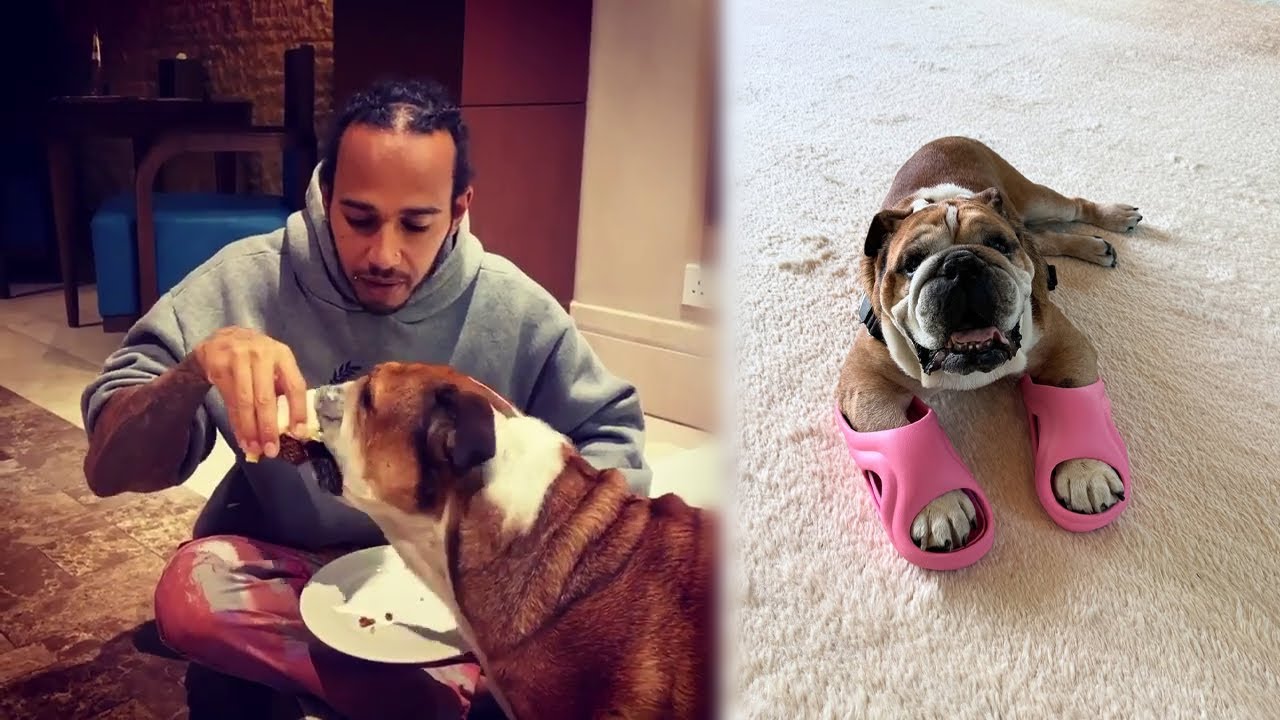 Роско Гамильтон: лучшие моменты! 2013–2025