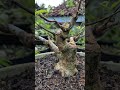 Wow.... menakjubkan Anting Putri ini #bonsai #nature #gardening #keren