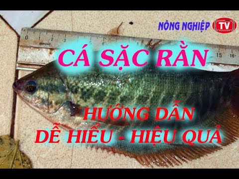 Video Kỷ thuật nuôi cá Sặc Rằn - youtube