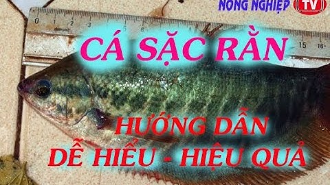 Kỷ thuật nuôi cá Sặc Rằn