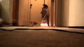 Cute Cat Activates Vacuum Monster