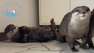 Who is the Most Naughty Otter?
