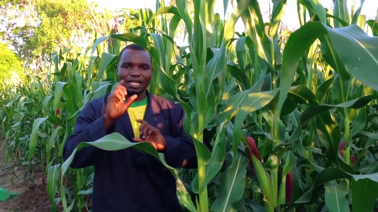 Namna ya uwekaji wa mbolea katika zao la mahindi kwa wakati sahihi na mbolea sahihi.