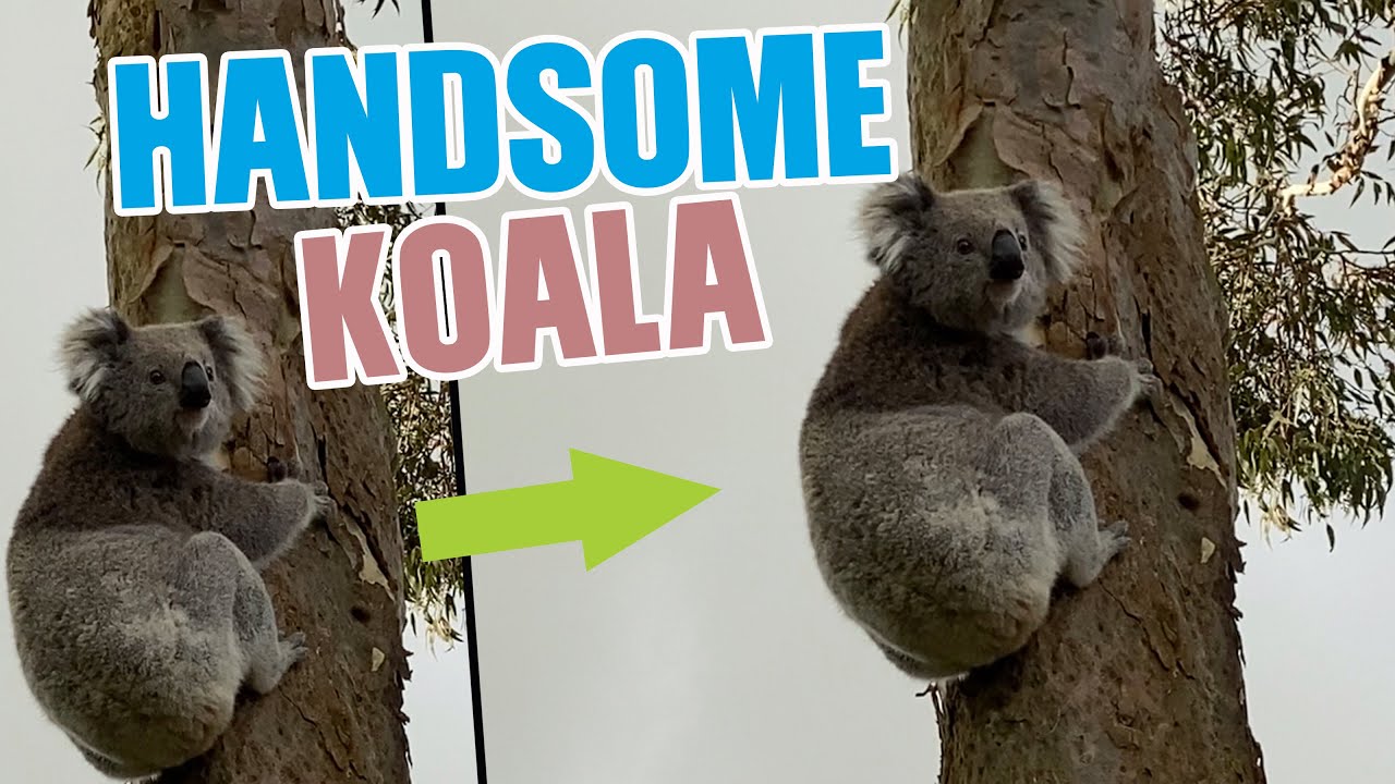 Cute Koala Climbed in a Gum Tree | Big Koala holding tight in a tree | #shorts
