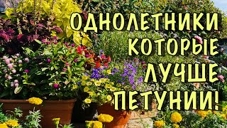 видео: ПЕТУНИЮ больше НЕ ПОСАЖУ! Нашла цветы НАМНОГО КРАСИВЕЕ, а главное они ЦВЕТУТ БЕЗ УХОДА до ЗАМОРОЗКОВ картинка: ПЕТУНИЮ больше НЕ ПОСАЖУ! Нашла цветы НАМНОГО КРАСИВЕЕ, а главное они ЦВЕТУТ БЕЗ УХОДА до ЗАМОРОЗКОВ