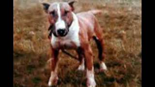 Fighting Dogs Of Great Britain