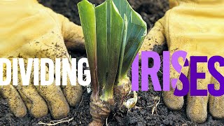 Transplanting Irises