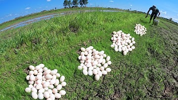 Wow Amazing Unique - A man pick a lot of duck eggs at rice field by skills hand