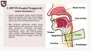 SENI BUDAYA KELAS 11 - MENGANALISIS MUSIK BARAT EPS. 01