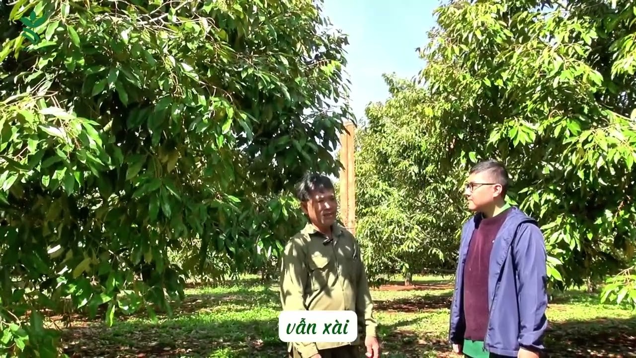 Nhà vườn Phước An chia sẻ: sau 10 ngày sau tưới Xô F102, mắt cua bắt đầu nhú