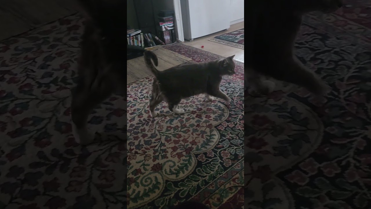 Not a feral anymore.. Finally!!