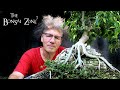 Repotting my "Root over Temple" Ficus benjamina, The Bonsai Zone, July 2020