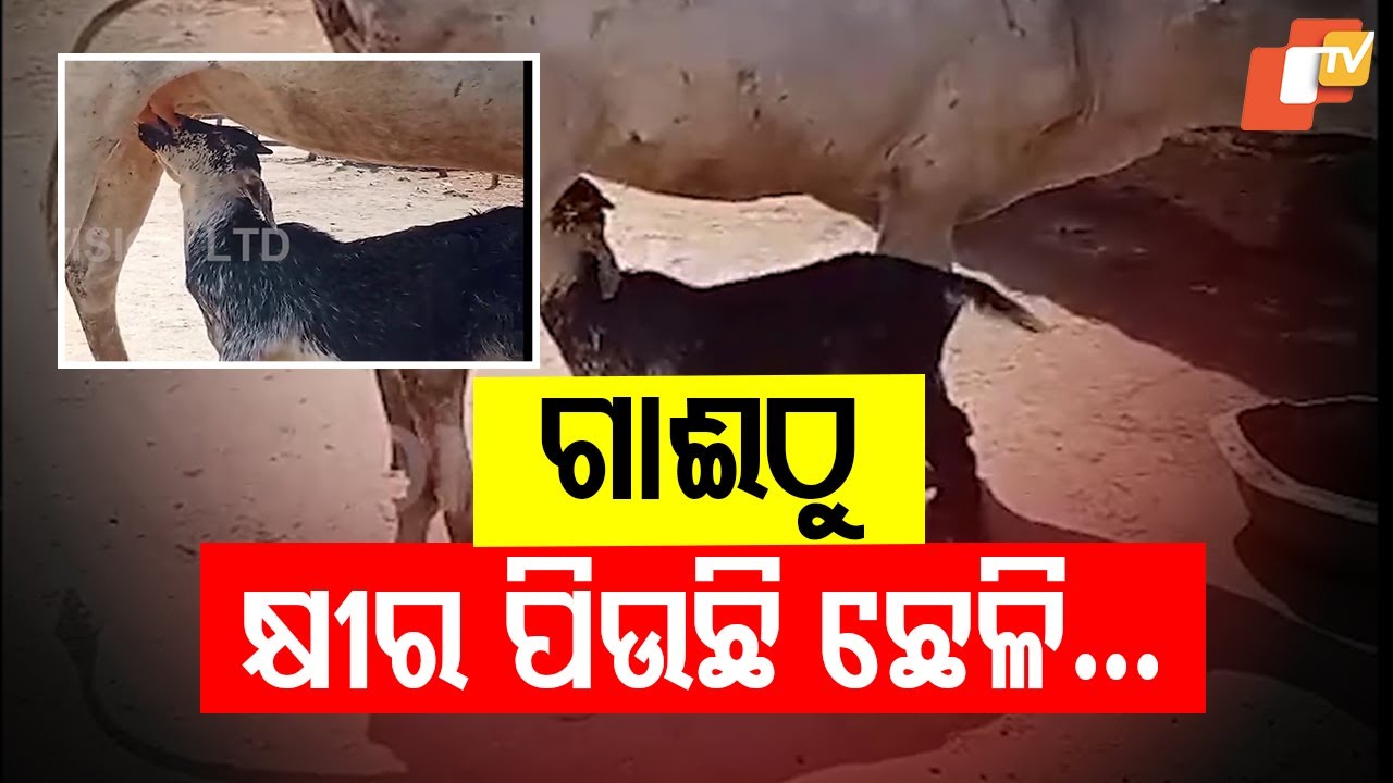 “Viral in Odisha: Baby Goat drink milk directly from cows in Mangalpur!”
