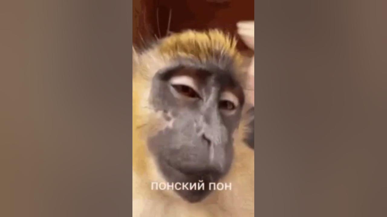 ПОНСКИЙ ПОН!???!?? - YouTube