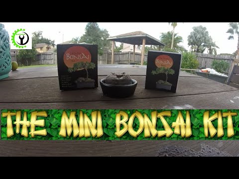 Mini Bonsai Kit