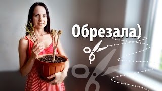 Обрезка драцены для ветвления в домашних условиях