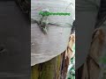 #PutolNaPunoNgSaging may #BananaBlossom na ngayon #gardeningvideos