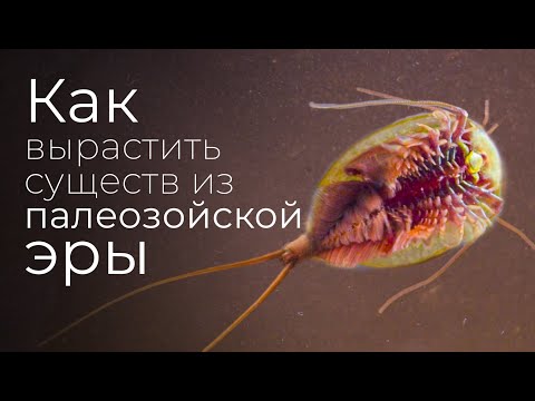 НАШЛИ ЯЙЦА ДОИСТОРИЧЕСКИХ СУЩЕСТВ, ЧТО ИЗ НИХ ВЫЛУПИЛОСЬ?