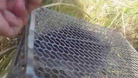 Tìm đường đi và dấu vết hang ổ để bẫy chuột cống nhum ! Cuộc sống Avi #08