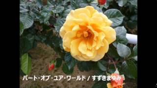 Soundhound パート オブ ユア ワールド リトル マーメイド By すずきまゆみ Soundhound パート オブ ユア ワールド リトル マーメイド By すずきまゆみ