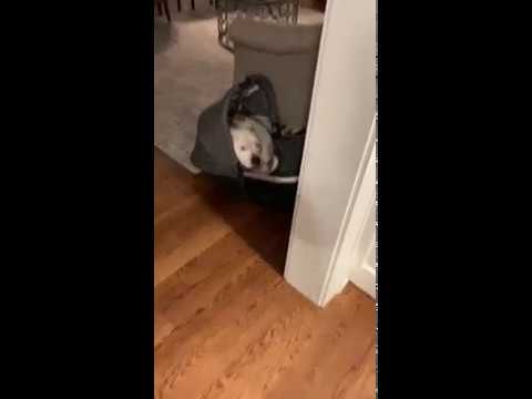 WATCH: No Sibling Rivalry For Hillsdale Pup Warming Up In Baby Sister's Bassinet