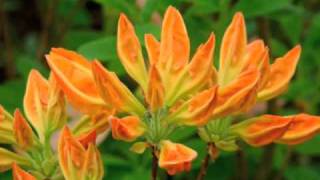 Malar pola malargindra Sri Aurobindo-Mother Tamil song