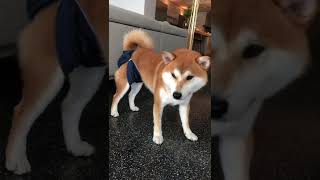 Shiba Post surgery ( Castration ) #shorts #shibadog #pets