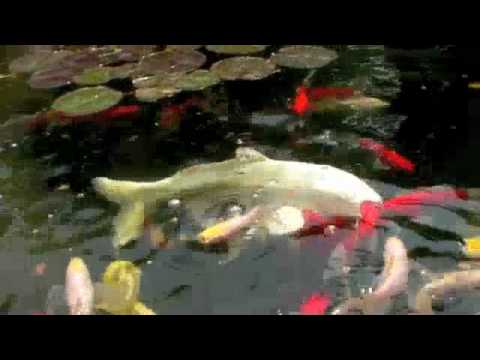 Relaxing by the Koi Pond II