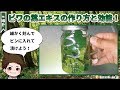 ビワの葉エキスの作り方と効果・効能！どんな症状に効くの？言い伝えとは？