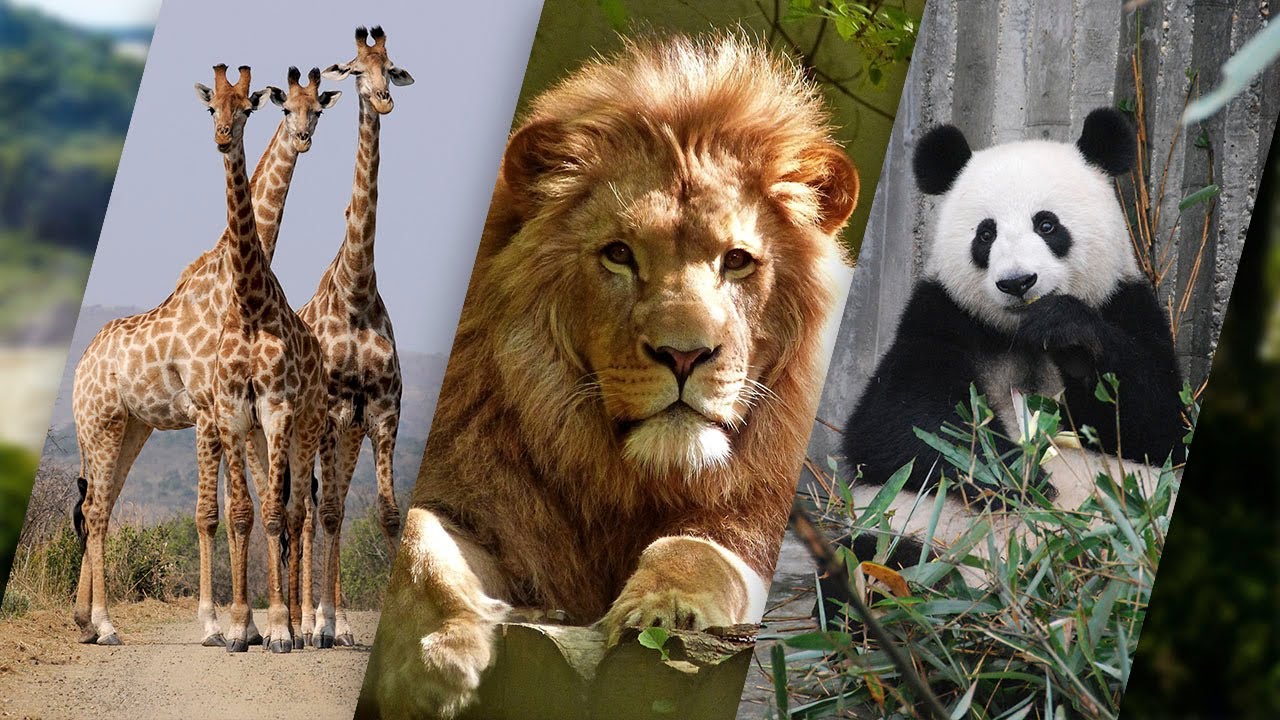 Relax melodies with animals! Calm down with them . YouTube