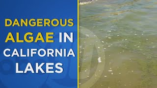What to know about blue-green algae before heading to CA lakes