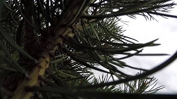 TBS Discovery - EzUHF range test and crash to a treetop