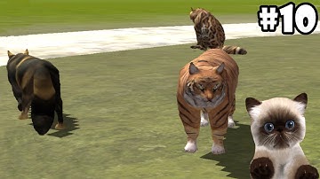 Ultimate Cat Simulator - Life Of Cats - Android/iOS - Gameplay Episode 10